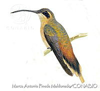 MAPM1122 Phaethornis strigularis.jpg