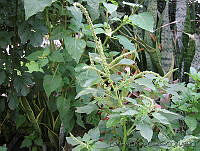 EEC0008 Amaranthus spinosus.jpg