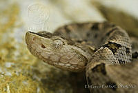 EGP0110 Bothrops asper.jpg