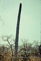 FGM2549 Cephalocereus columna-trajani.JPG