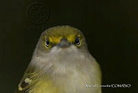 MGaves 3357 Vireo griseus.jpg