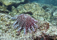 CNS1095 Acanthaster ellisii.jpg