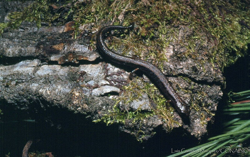 LCMHP013 154%20Thorius%20sp..jpg.jyfAusP6MQ8bvztjQA3g0JtbmFja29CbnFuZ3NAbXJ6LGtwZwA.2NzFhJH1ro