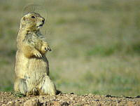ACR0017 Cynomys mexicanus.jpg