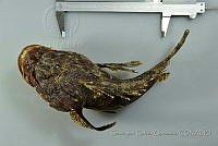 SGQ0454 Scorpaena mystes.jpg