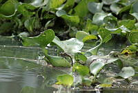 ARFB01 Eichhornia crassipes.jpg
