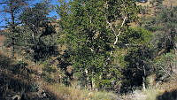 JJSE0394 Platanus wrightii.JPG