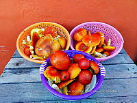 JCDJC 0014 Amanita bassi.jpg