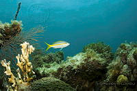 IDG1463 Ocyurus chrysurus.jpg