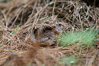 ZAPF 0820 Russula adusta.jpg