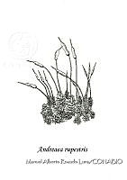 MARL0043 Andreaea rupestris.jpg