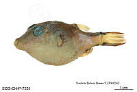 ME006 Peces 042 Canthigaster rostrata.jpg