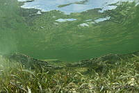 IDG0577 Crocodylus acutus.jpg