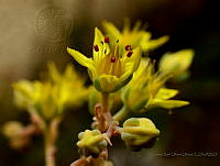 CROO04 Echeveria sp..jpg
