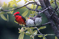 MN6F0177 Pyrocephalus rubinus.jpg