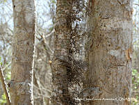 MEGA 0808 Dolichandra unguis-cati.JPG