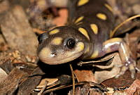 ECA0144 Ambystoma rosaceum.jpg