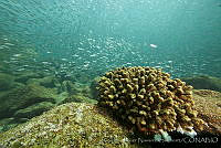 CNS1085 Pocillopora elegans.jpg