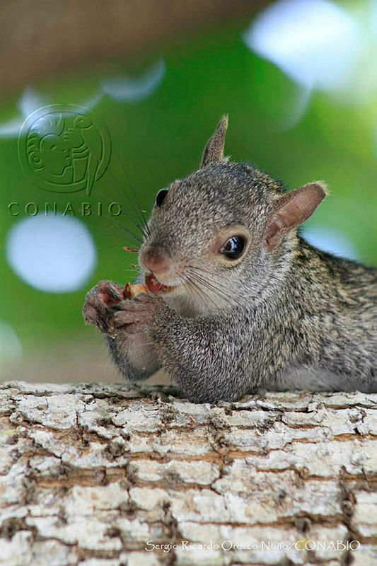 SRON01%20Sciurus%20yucatanensis.jpg.4yeu5Or0MXF 3 thQA3g0JtbmFja29CbnFuZ3NAbXJ6LGtwZwA.PoVdUd6ziX
