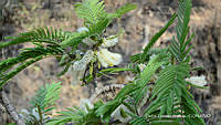 proy JF091 0258 Lysiloma acapulcense.JPG