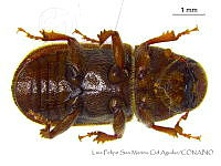 LFSMCA0125 Dendroctonus pseudotsugae.jpg