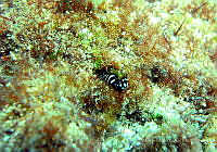 CMGV0098 Coralliozetus boehlkei.jpg