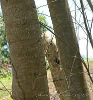 MDLLPG0044 Delonix regia.jpg