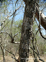 MRG-2017-181 Hintonia latiflora (MRG-5jul17-f).JPG