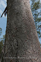 PRB0303 Equisetopsida.jpg