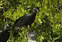 MASM07204 Coragyps atratus.jpg