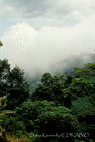 DK0037 Sierra Juárez, Oaxaca.jpg