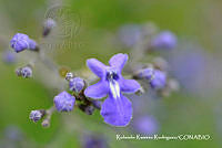 RRR0957 Vitex pyramidata.jpg