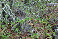 SL0200 Vesalea mexicana var. grandifolia.jpg