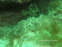 NE018 0127 Ancylomenes pedersoni.jpg