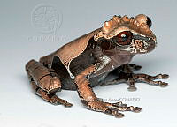 VHJA 0023 Triprion spinosus.jpg