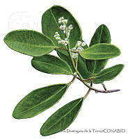 ADDLT0018 Laguncularia racemosa.JPG