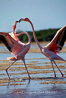 JCAD 016 Phoenicopterus ruber.jpg