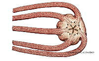 NE018 1146 Ophioderma rubicunda_v.jpg