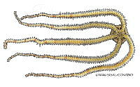 NE018 1168 Ophiothrix lineata VD.jpg