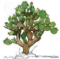 RR0051 Opuntia streptacantha.jpg