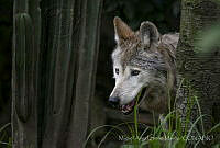 MASM06356 Canis lupus baileyi.jpg