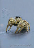 IEC02 Salticidae.jpg