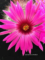 3R 00924 Mammillaria boolii.jpg