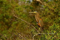 HJ6- 0512- Tigrisoma mexicanum.jpg