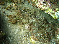 CGG1220 Urobatis jamaicensis.JPG