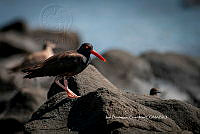 IDG Nat 0021 Haematopus bachmani.jpg