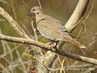 MAGB 0037 Zenaida asiatica.JPG