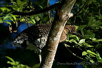 OAO0202 Tigrisoma mexicanum.jpg