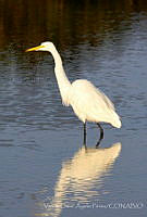 VOAP0079 Ardea alba.jpg