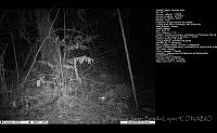 FJBL0005 Panthera onca.jpg
